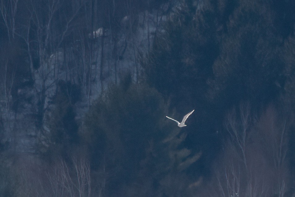 Glaucous Gull - ML631868737