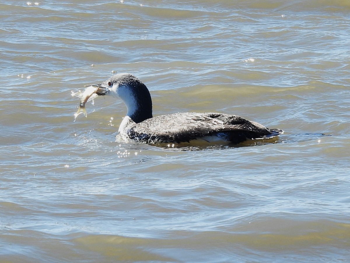 Red-throated Loon - ML631868746
