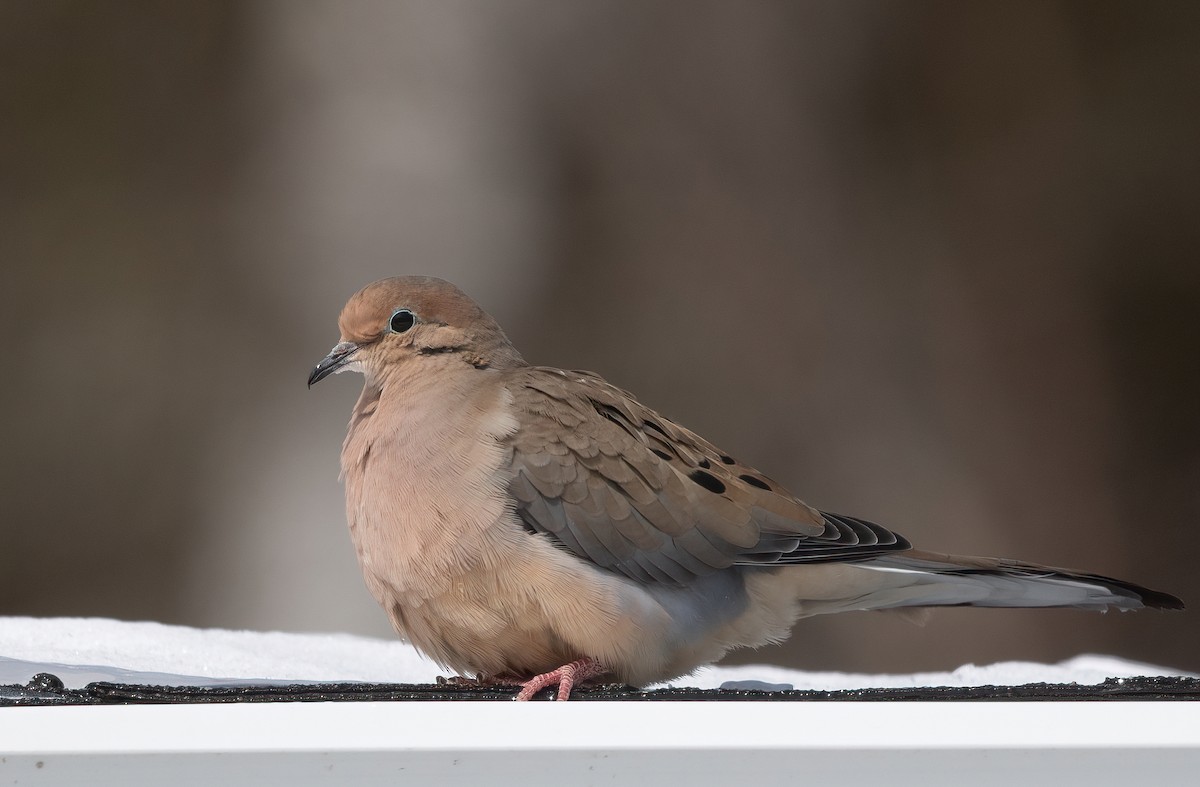 Mourning Dove - ML631868750