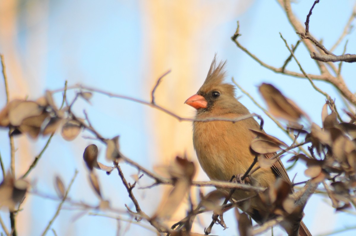 Northern Cardinal - ML631868755