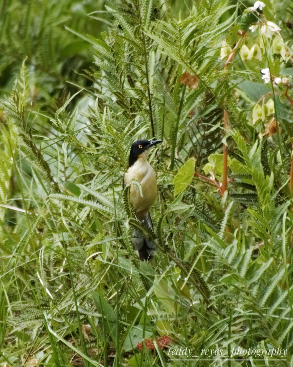 Black-capped Donacobius - ML631868763