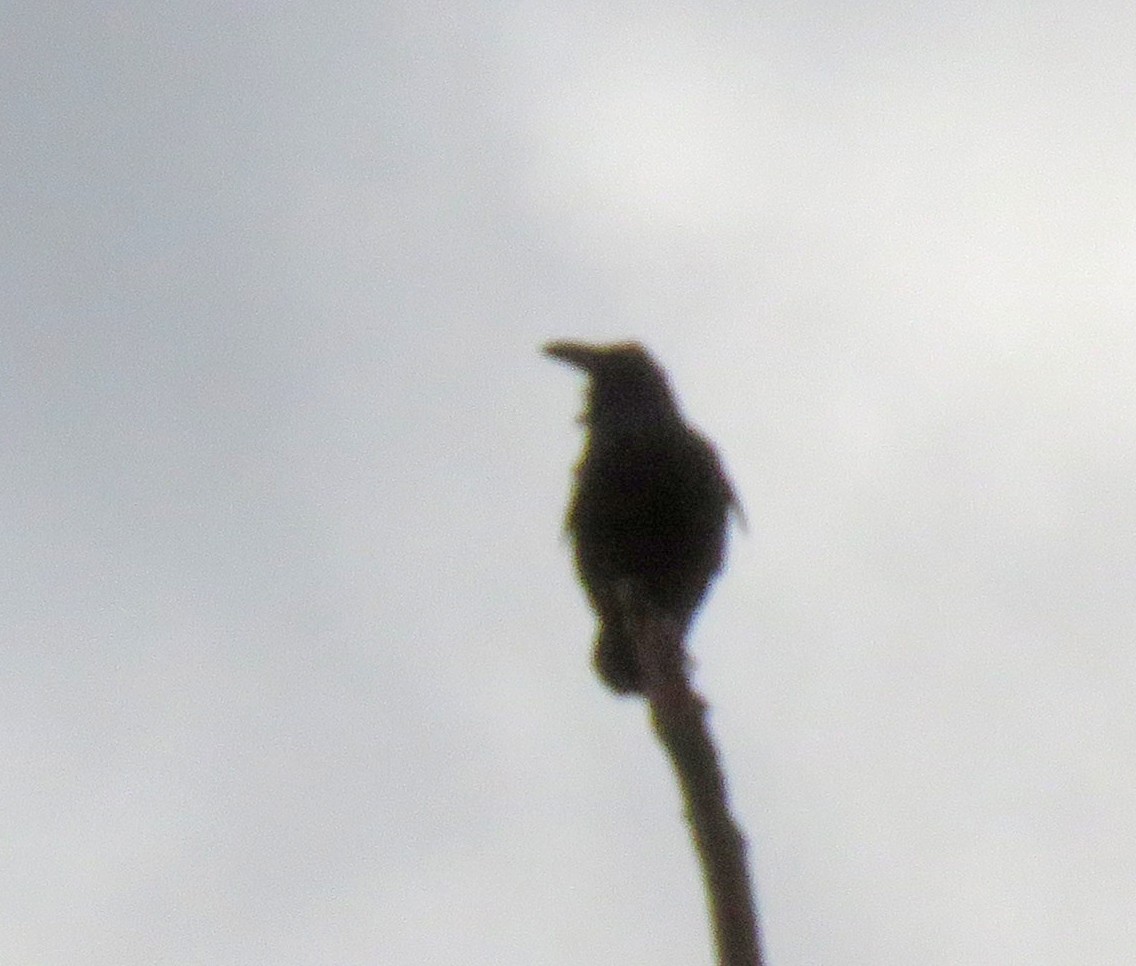 Common Raven - ML631868876