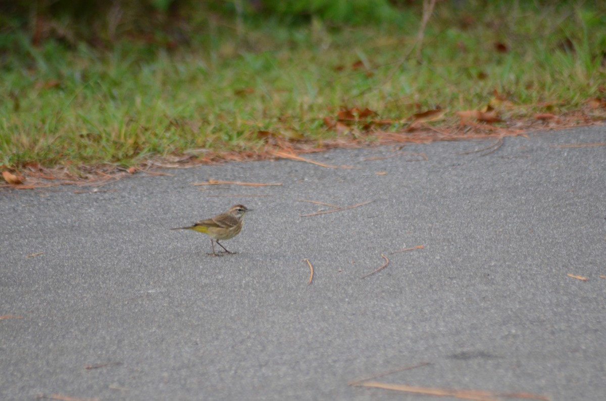 Palm Warbler - ML631868951