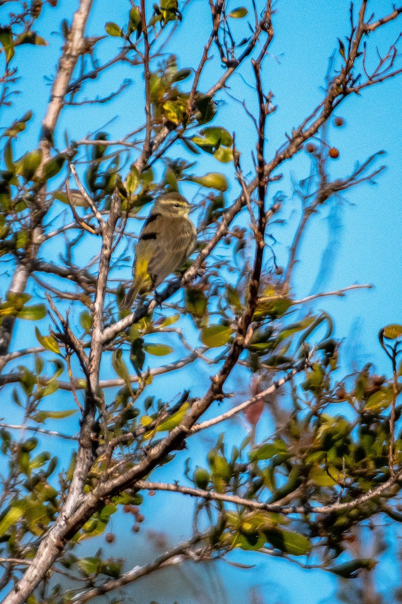 Palm Warbler - ML631868971
