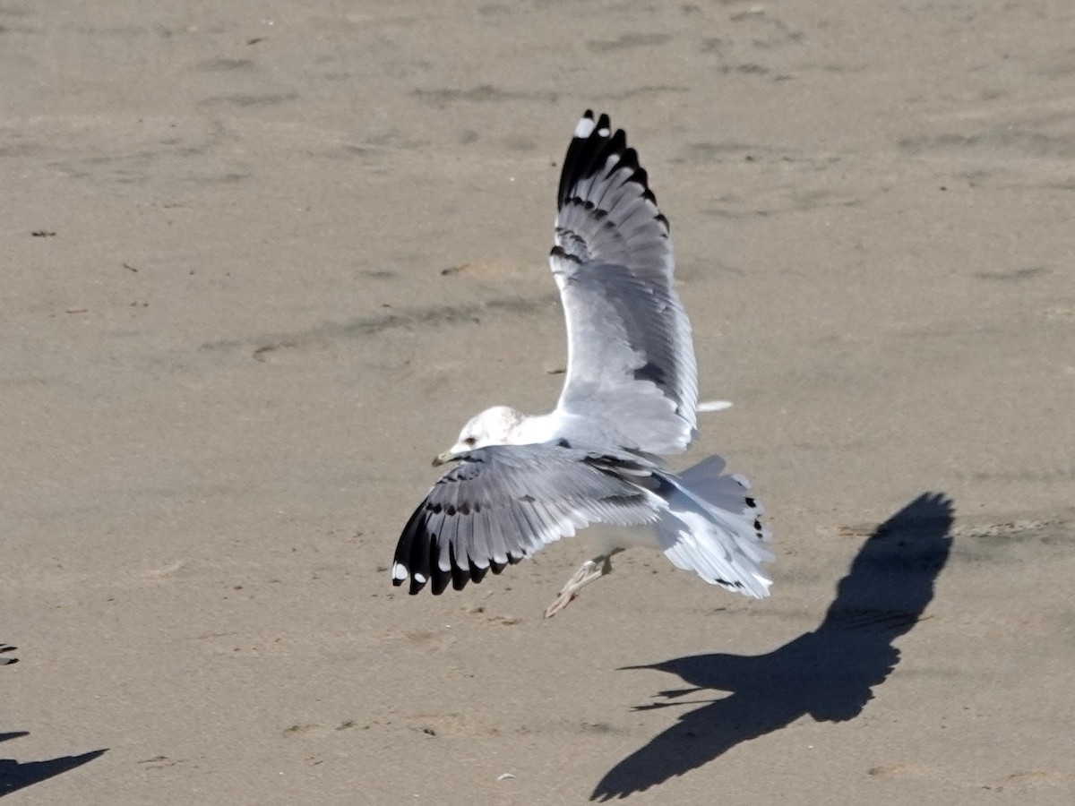 Short-billed Gull - ML631869021