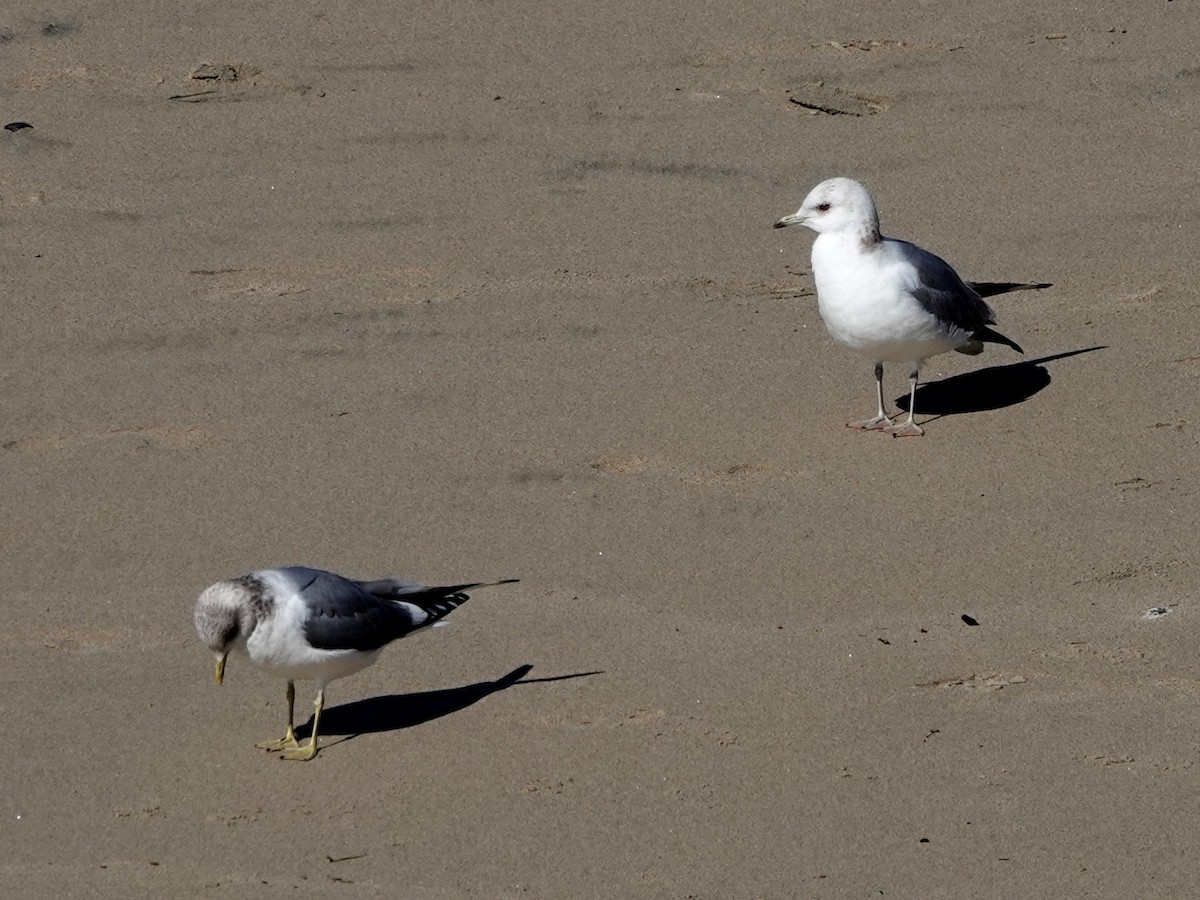 Short-billed Gull - ML631869022