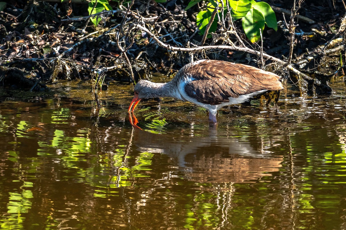 White Ibis - ML631869024