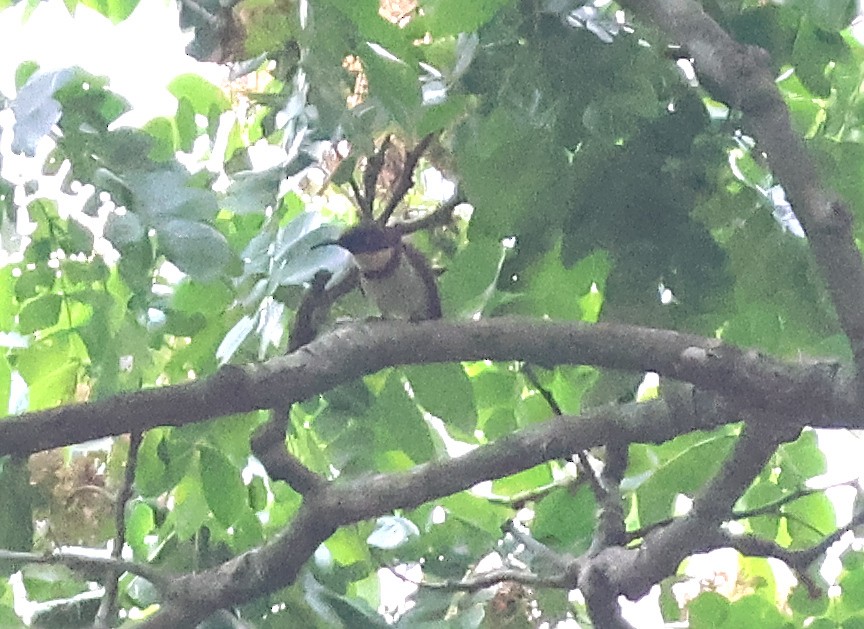 Buff-throated Sunbird - ML631869025