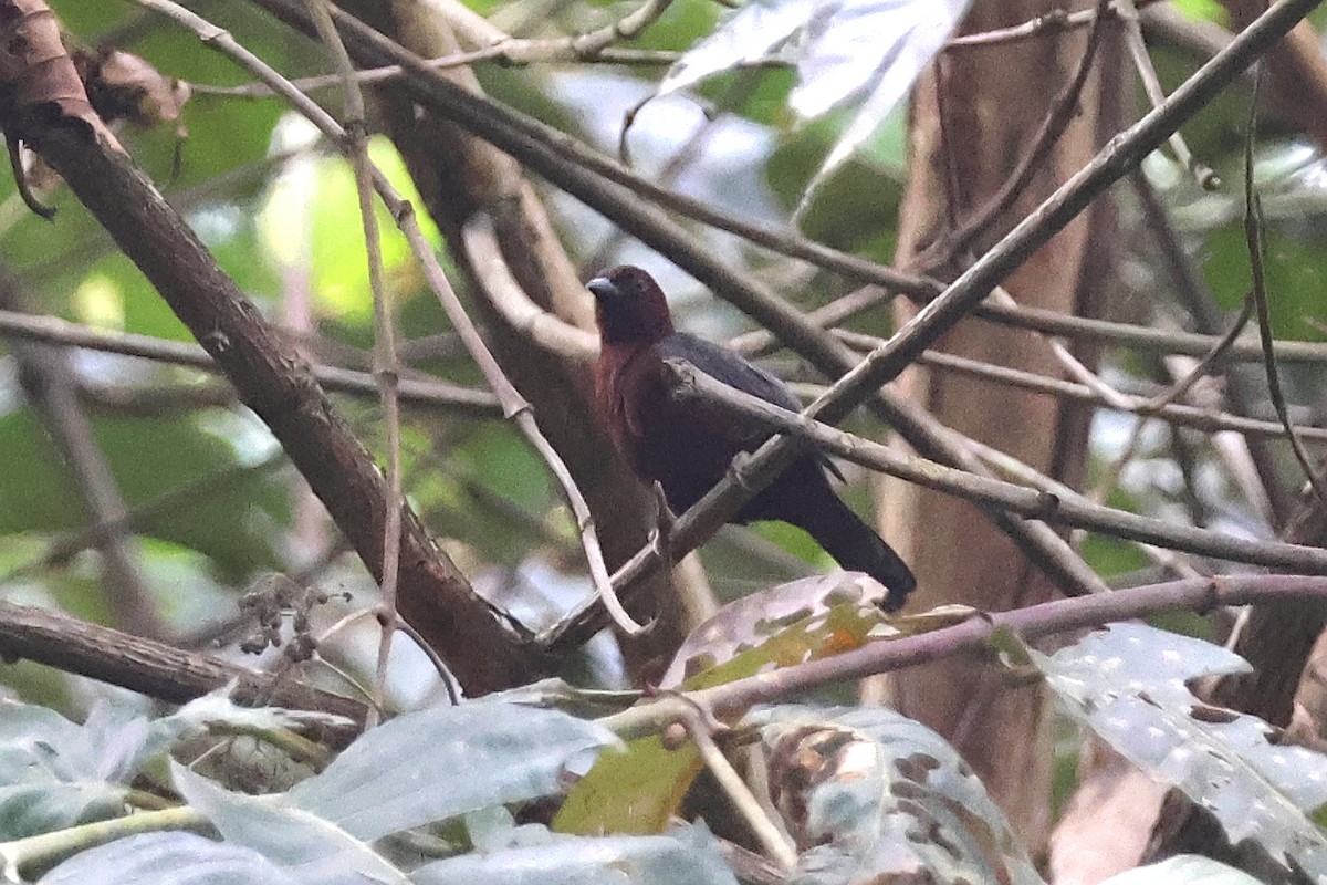 Chestnut-breasted Nigrita - ML631869040