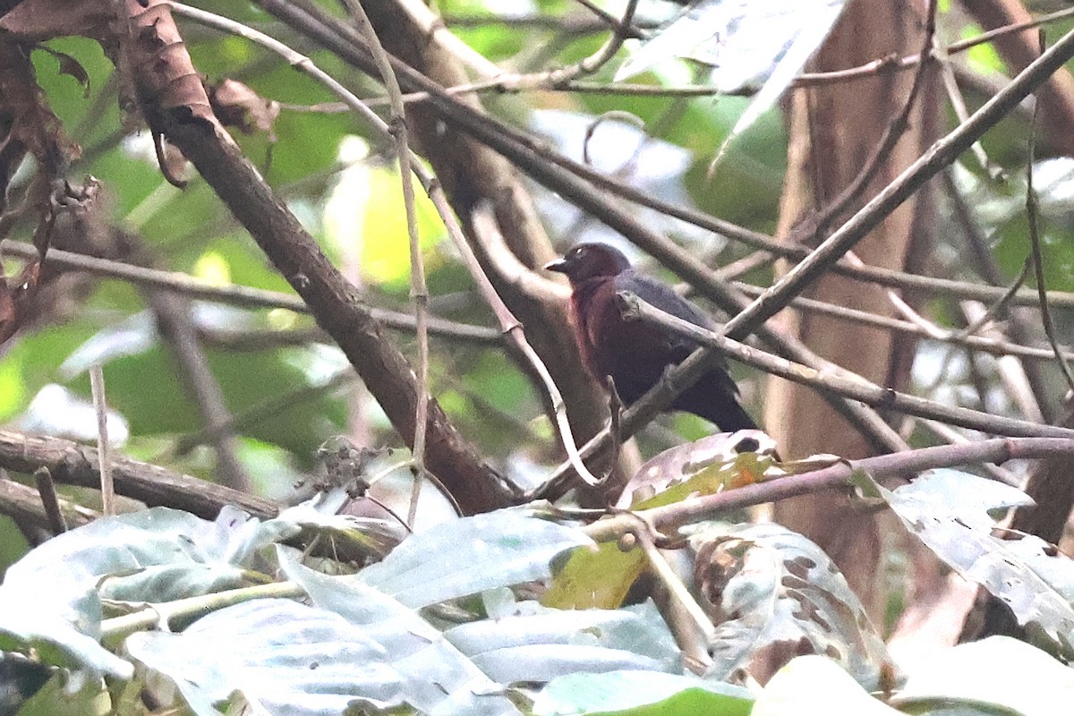 Chestnut-breasted Nigrita - ML631869041