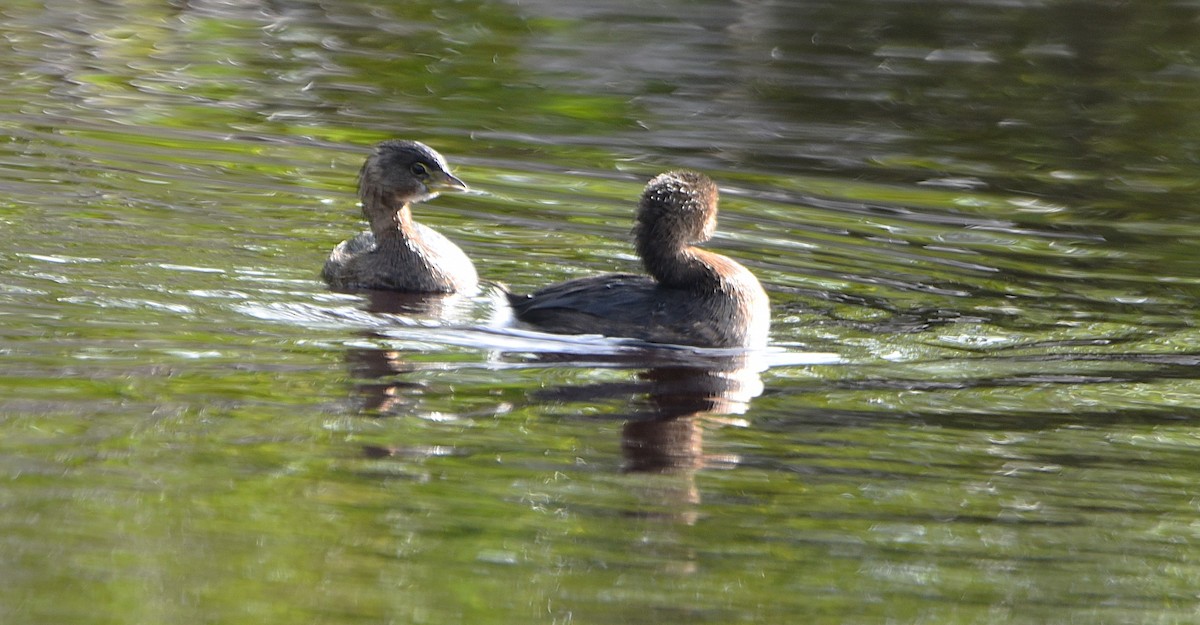 Pied-billed Grebe - ML631869130
