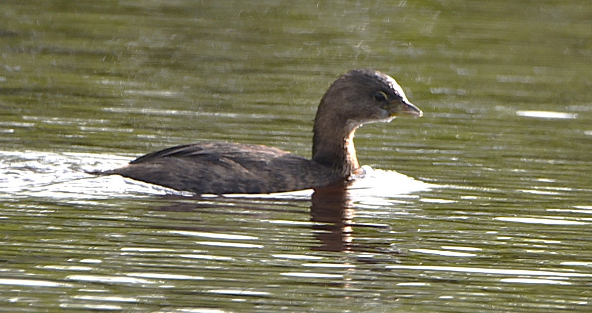 Pied-billed Grebe - ML631869131