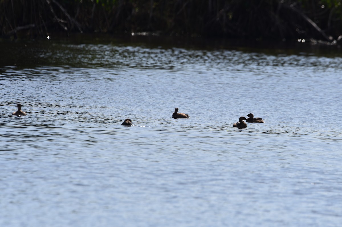 Pied-billed Grebe - ML631869132