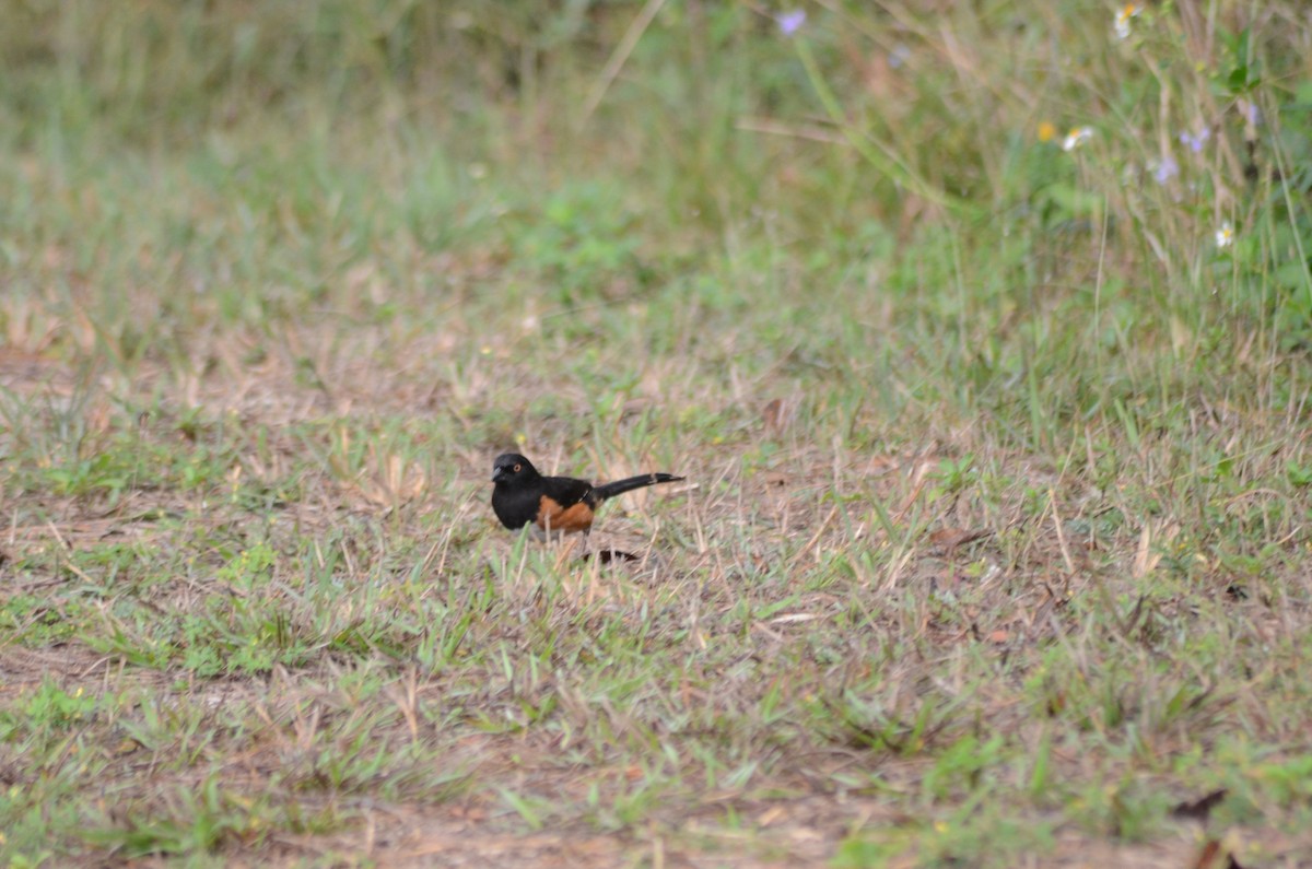 Eastern Towhee - ML631869159
