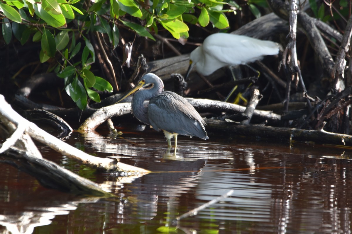 Tricolored Heron - ML631869192