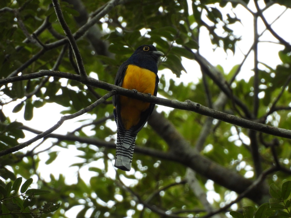 Guianan Trogon - ML631869241