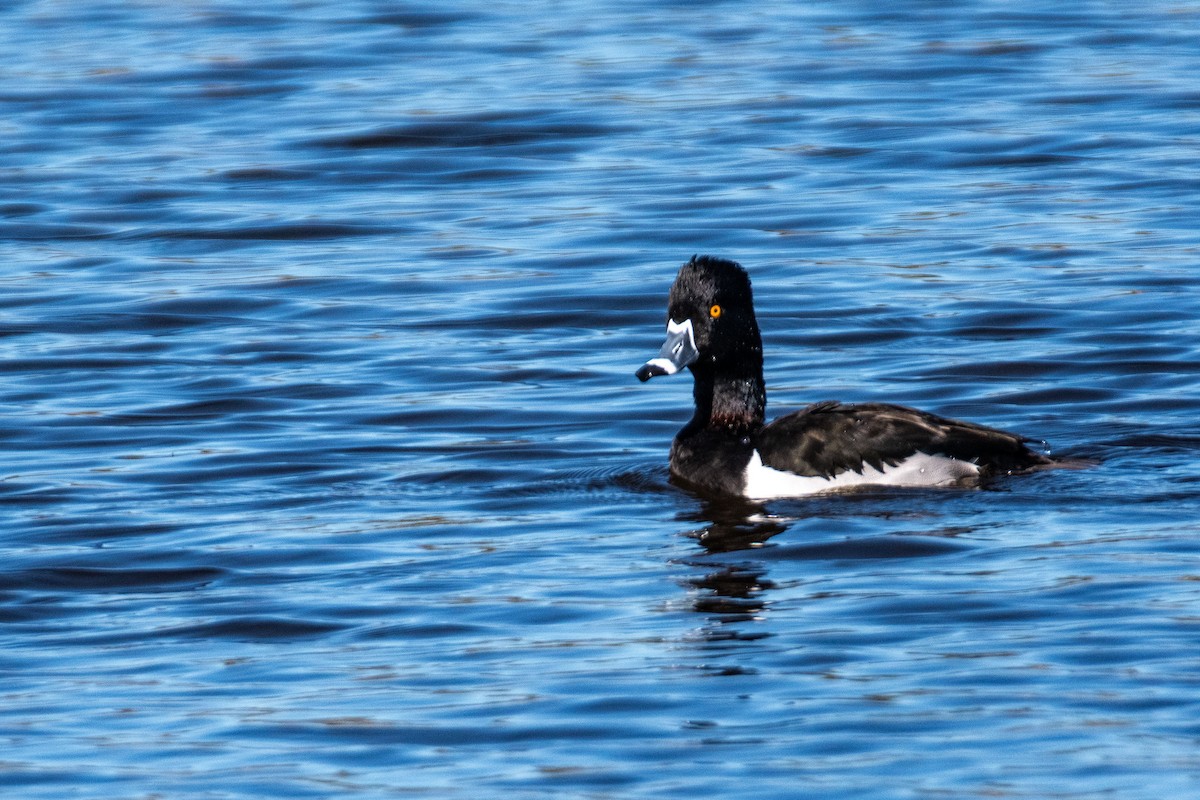 Ring-necked Duck - ML631869250