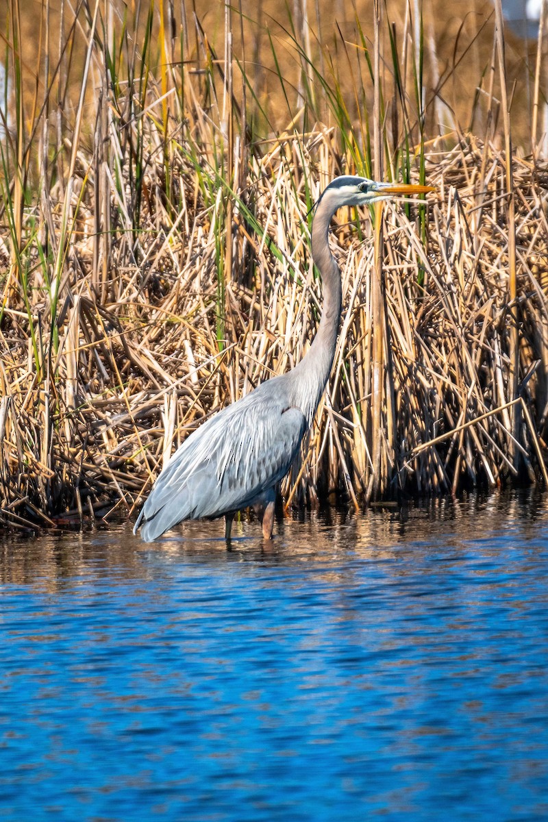 Great Blue Heron - ML631869277