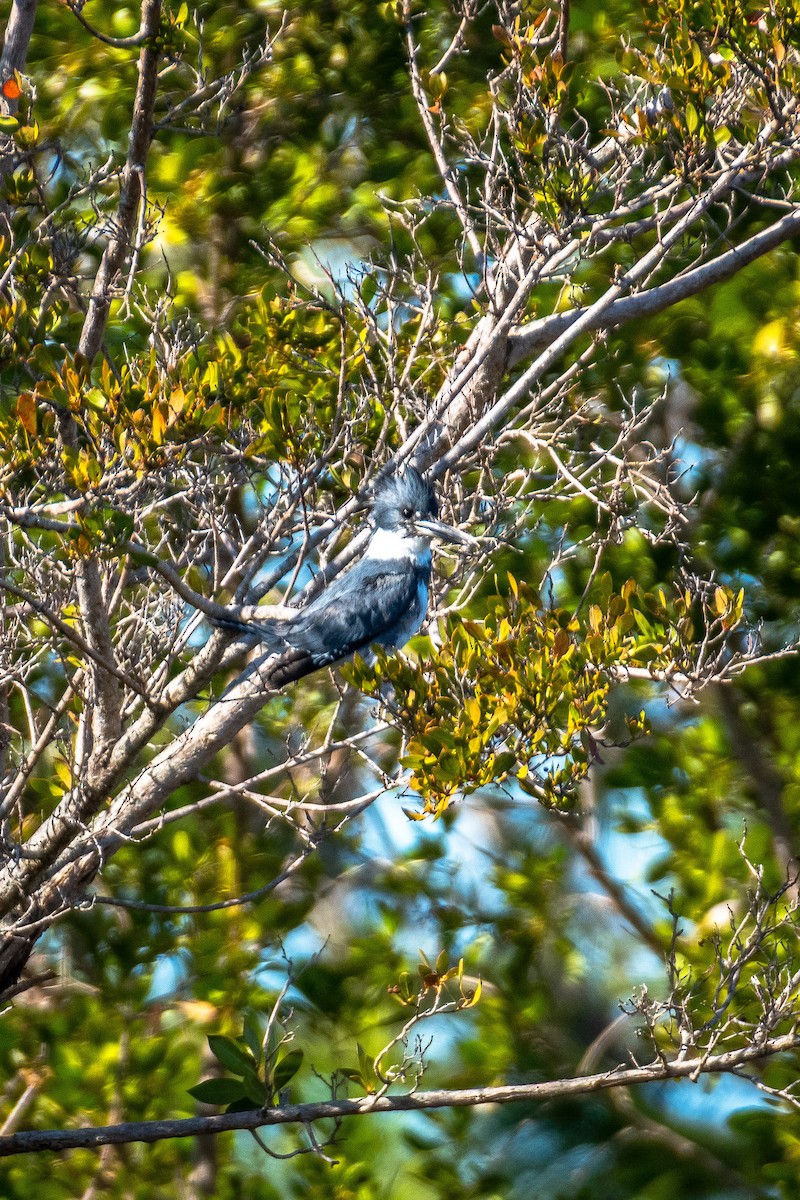 Belted Kingfisher - ML631869292