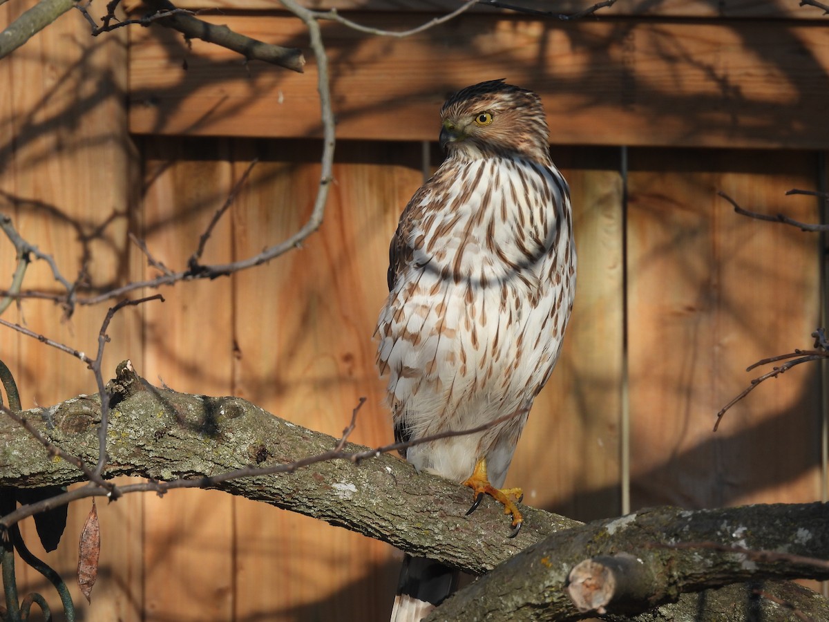 Cooper's Hawk - ML631869313