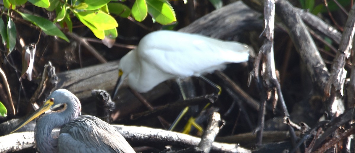 Snowy Egret - ML631869331