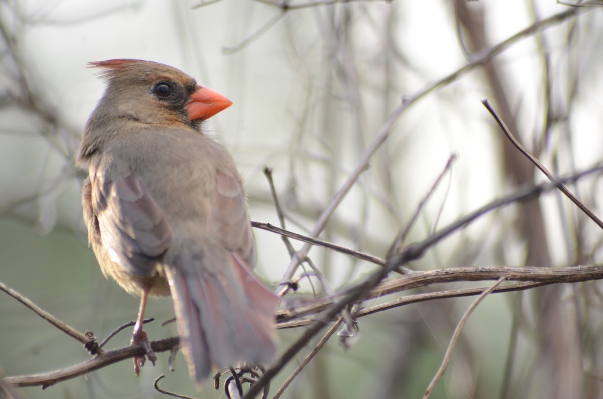 Northern Cardinal - ML631869372