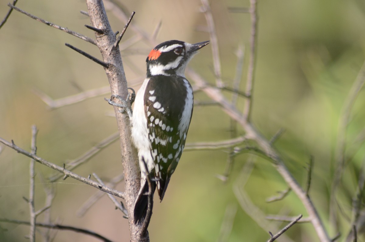 Downy Woodpecker - ML631869397