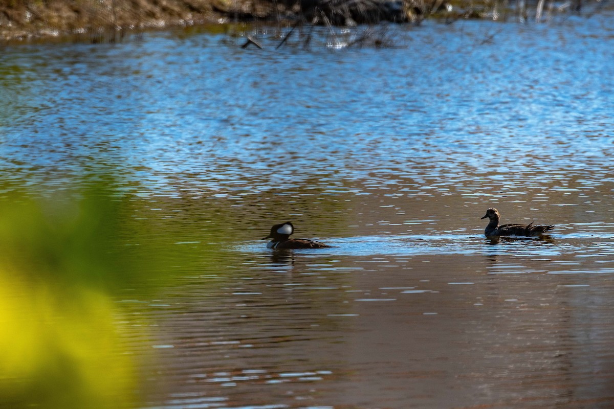 Hooded Merganser - ML631869401
