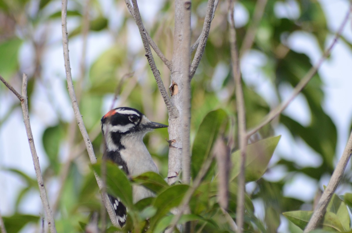 Downy Woodpecker - ML631869544