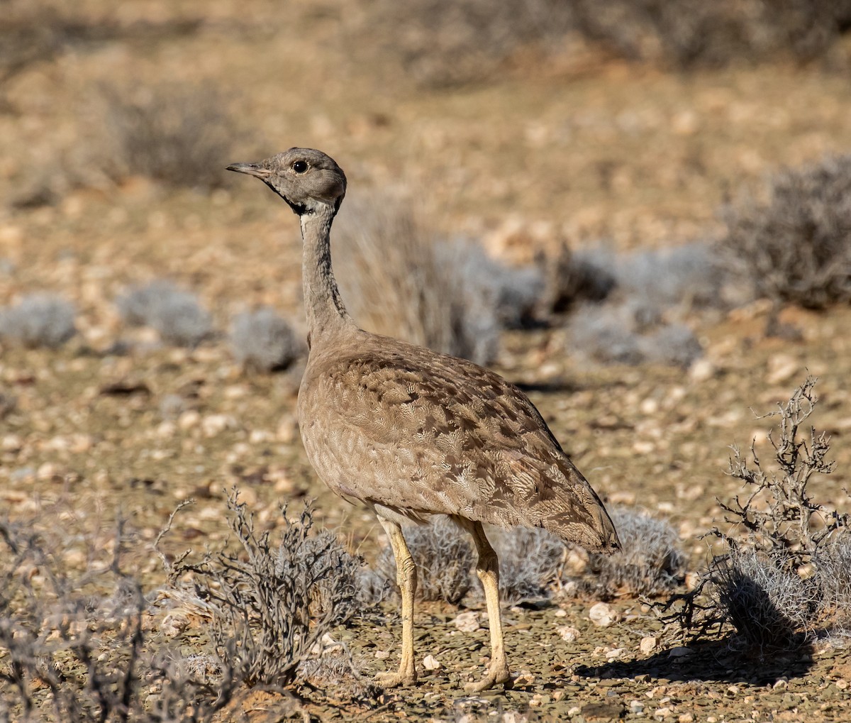 Karoo Bustard - ML631869594