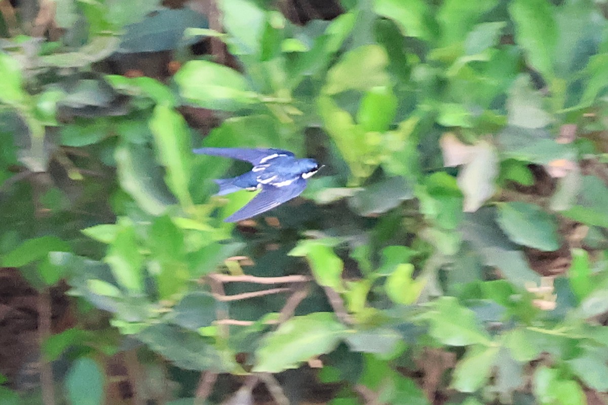 Pied-winged Swallow - ML631869686