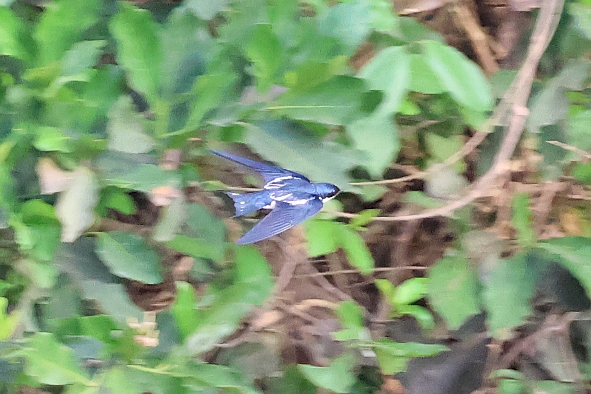 Pied-winged Swallow - ML631869687