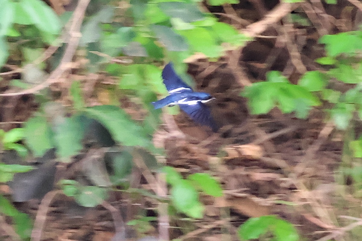 Pied-winged Swallow - ML631869688