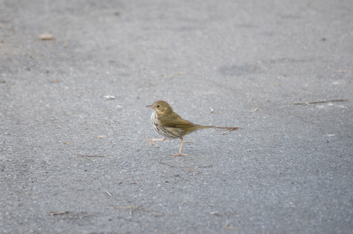 Ovenbird - ML631869878