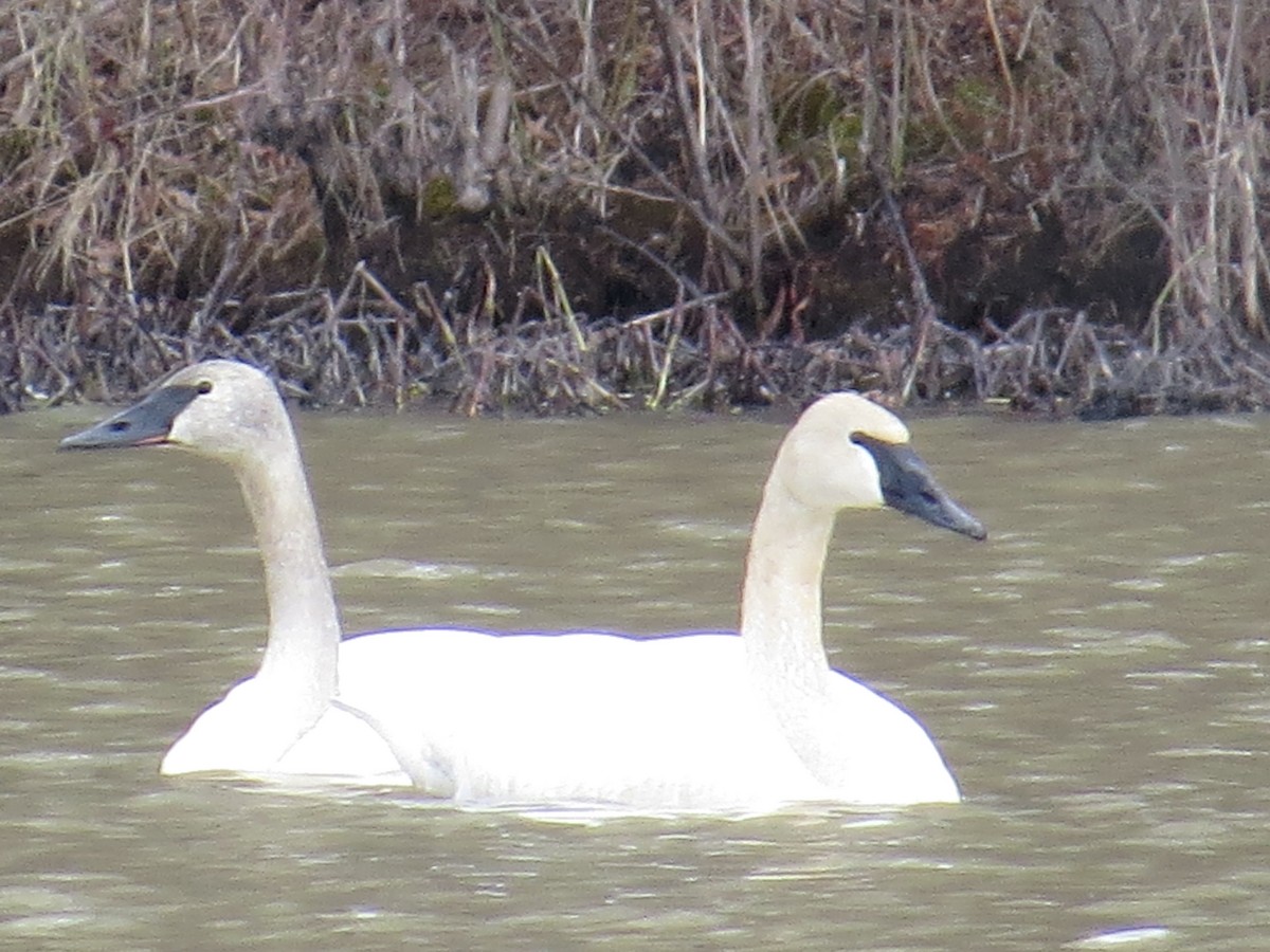 Trumpeter Swan - ML631869947