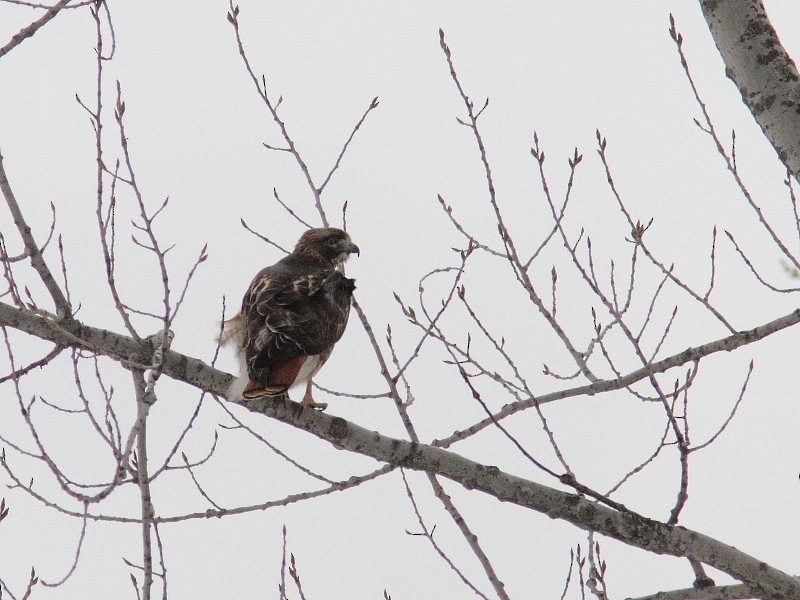 Red-tailed Hawk - ML631869988