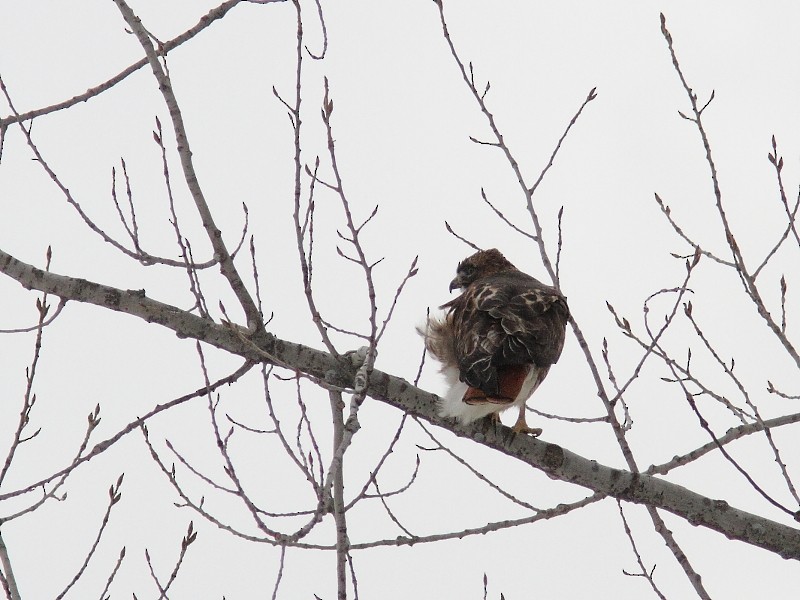 Red-tailed Hawk - ML631870004