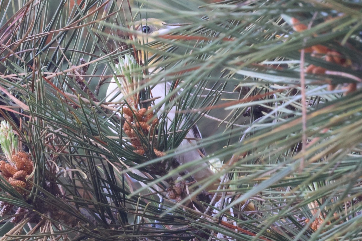 Bullock's Oriole - ML631870333