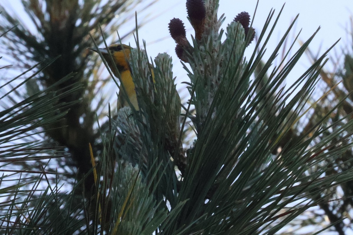 Bullock's Oriole - ML631870357