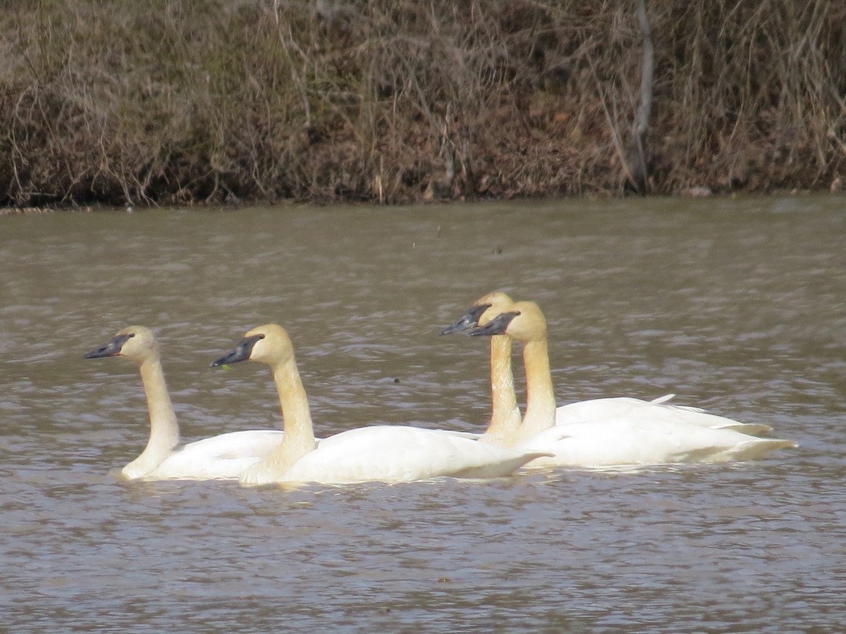 Trumpeter Swan - ML631870465