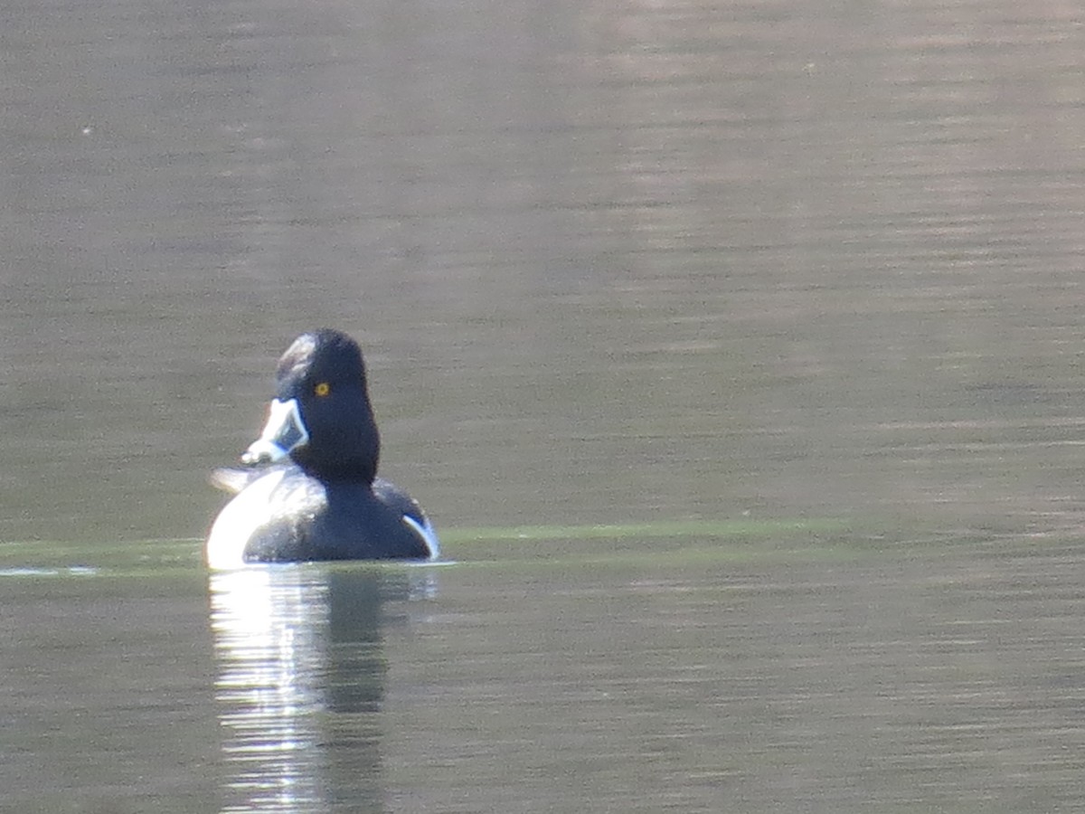Ring-necked Duck - ML631870526