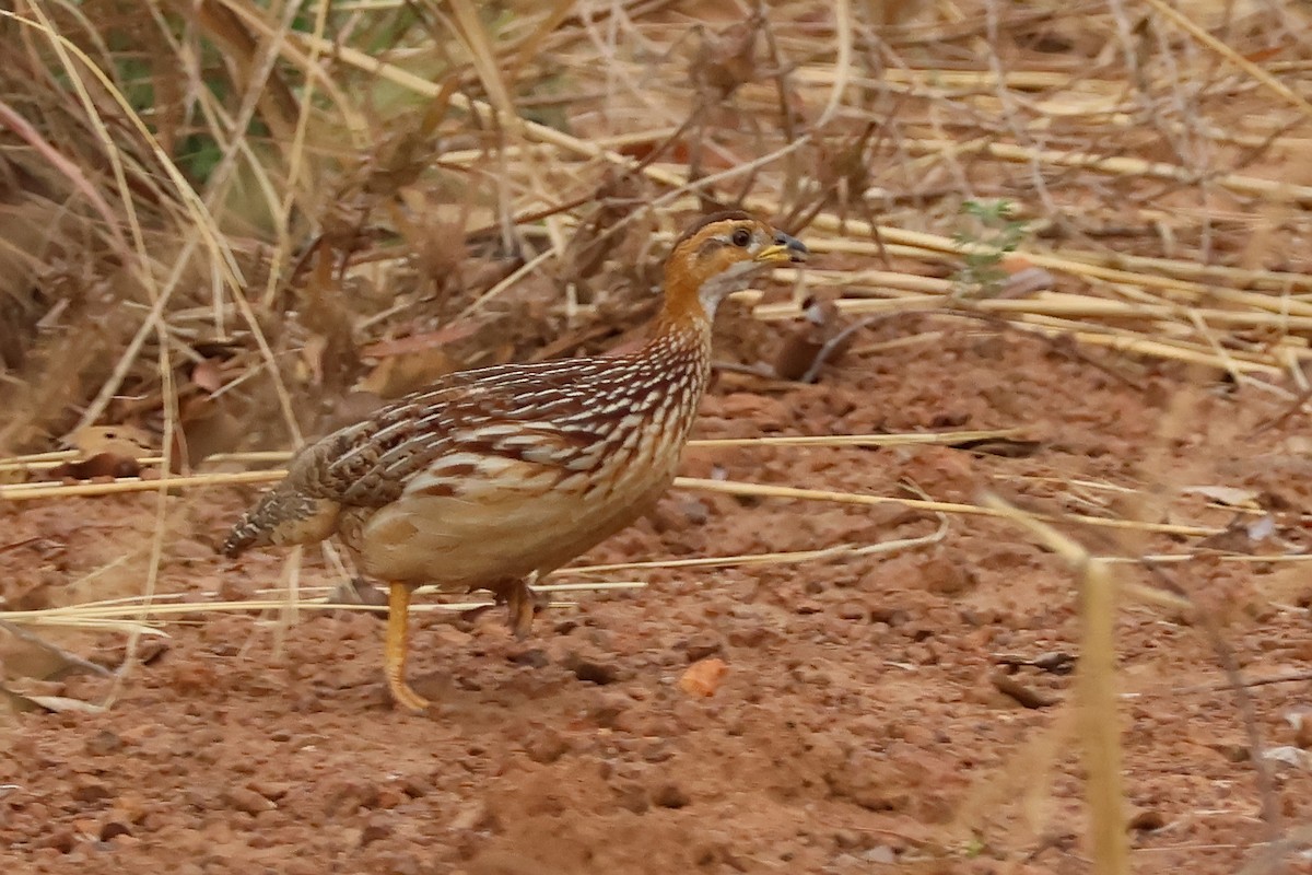 White-throated Francolin - ML631870638
