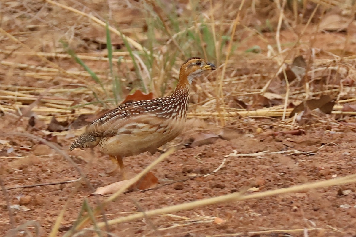 White-throated Francolin - ML631870639