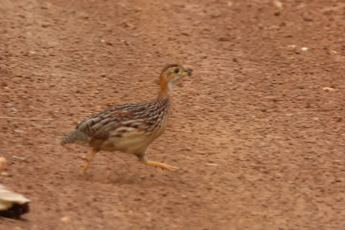 White-throated Francolin - ML631870640
