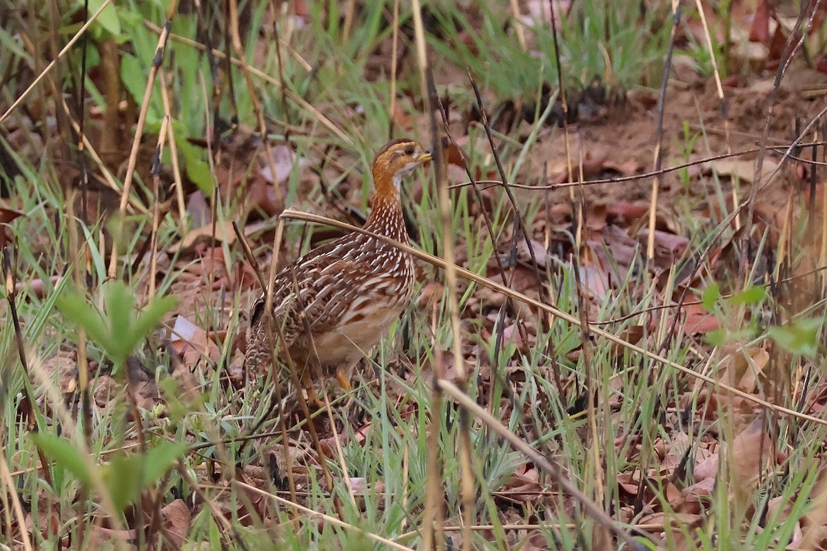 White-throated Francolin - ML631870641