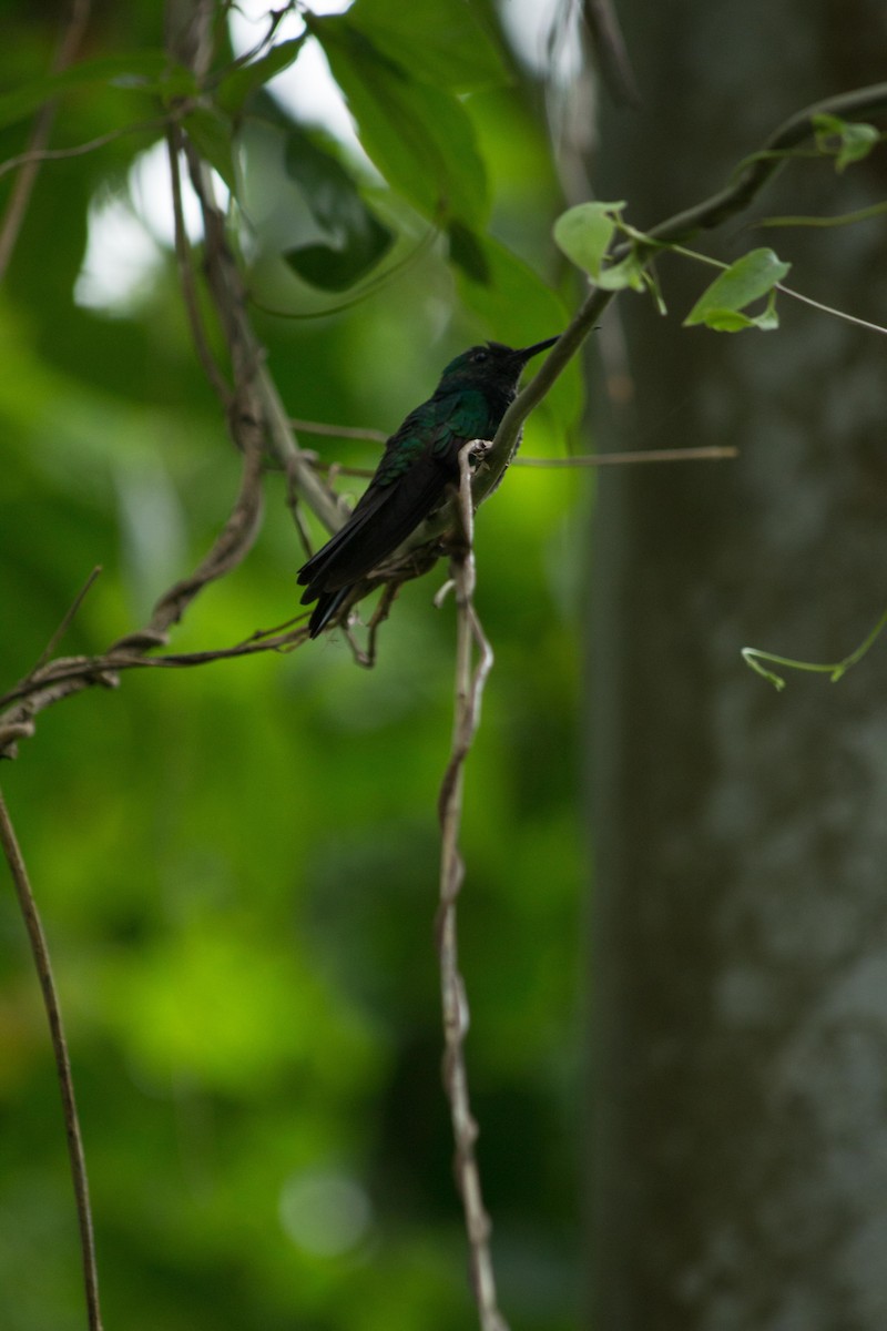 Violet-chested Hummingbird - ML631870663