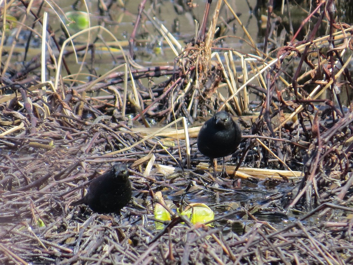 Rusty Blackbird - ML631870675