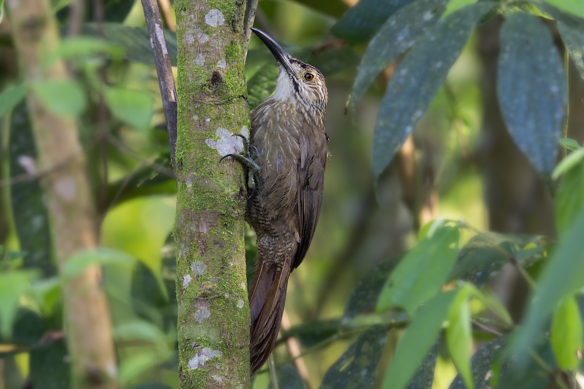 White-throated Woodcreeper - ML631870692