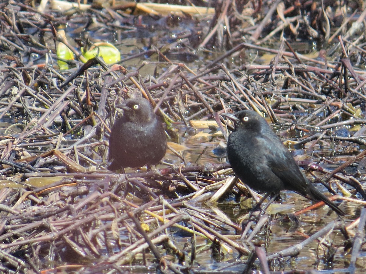 Rusty Blackbird - ML631870750