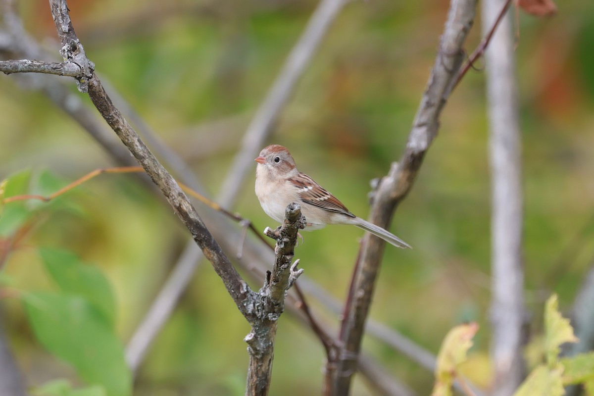 Field Sparrow - ML631870805